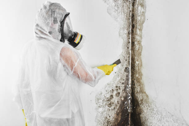 Best Local Mold Removal Service  in White Hall, WV