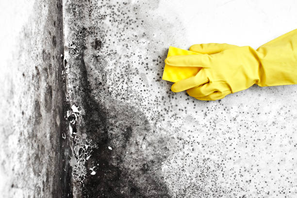 Best Attic Mold Removal  in White Hall, WV