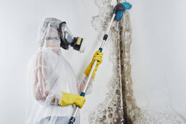 Best Best Mold Removal Companies  in White Hall, WV