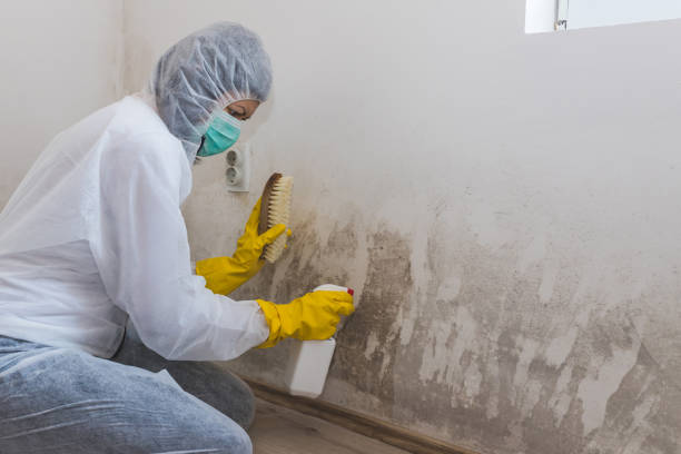 Best Black Mold Removal  in White Hall, WV