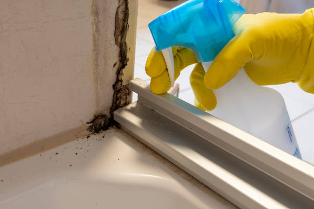 Best Home Mold Removal  in White Hall, WV