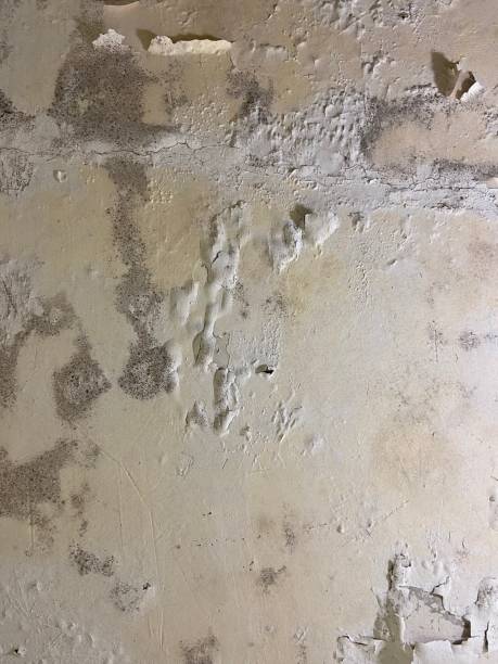Best Home Mold Removal  in White Hall, WV