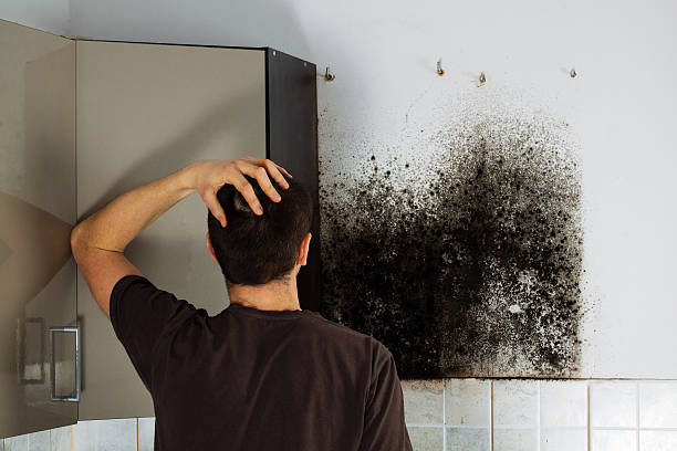 Best Professional Mold Removal  in White Hall, WV