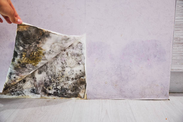 Office Mold Removal Services in White Hall, WV